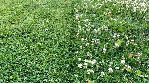 Tips For Growing Clover Lawns Midwest Gardening